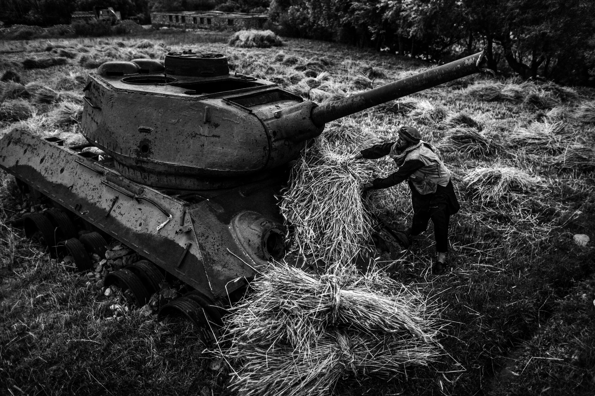 Un hombre recoge la cosecha junto a las ruinas de un tanque, en el valle de Panjshir, al norte de la capital Kabul.