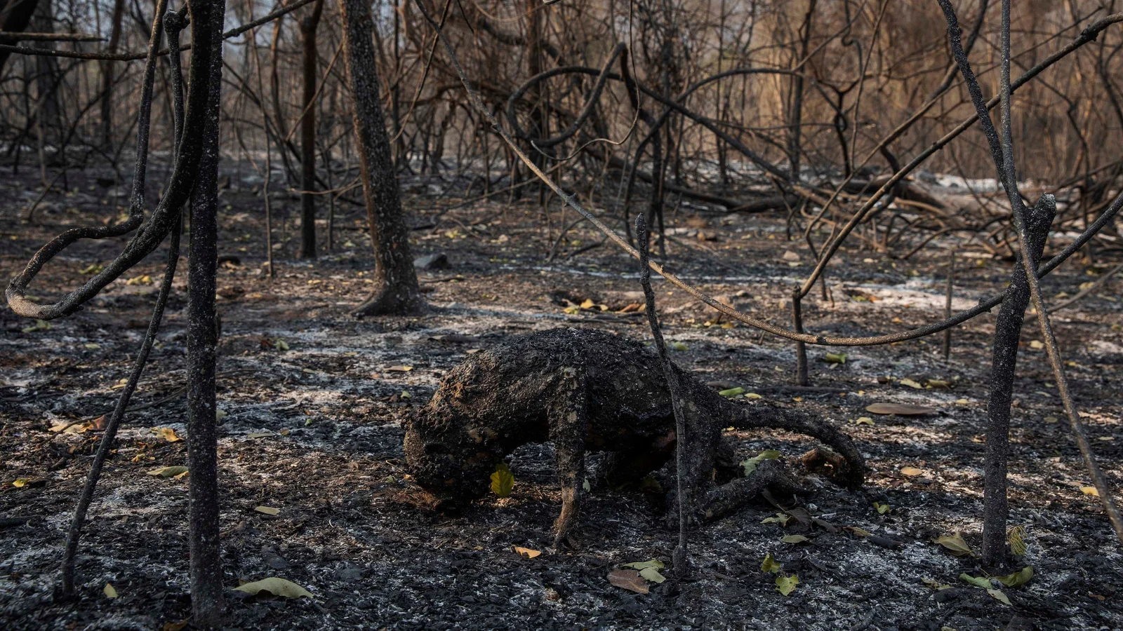 Un singe hurleur carbonisé par un incendie de forêt qui a dévasté la ferme de Santa Tereza, dans la région du fleuve Paraguay, dans le Pantanal.