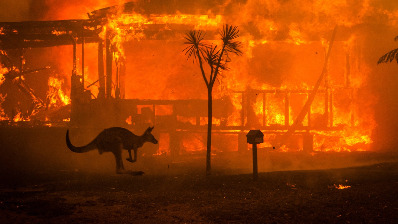Un canguro intenta escapar de un incendio forestal, cerca de una casa en llamas en Conjola Lake.