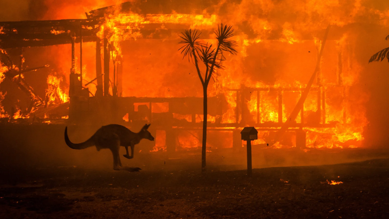 Un canguro intenta escapar de un incendio forestal, cerca de una casa en llamas en Conjola Lake.