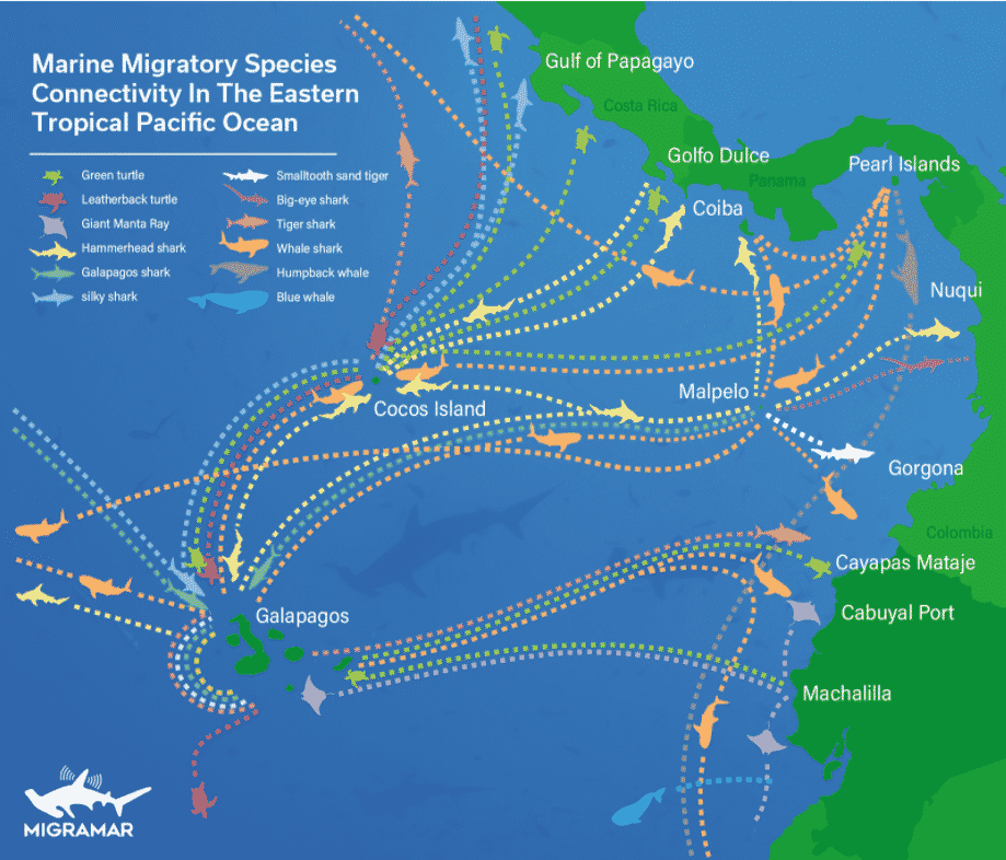 The Chinese fleet that encircled Galapagos devastates the sea and evades  regulations – SOS Galápagos