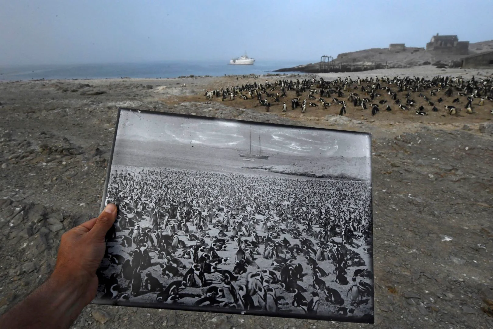 Una fotografía histórica de una colonia de pingüinos africanos, tomada a finales de la década de 1890, contrasta con la disminución de la población observada en 2017 en el mismo lugar. 