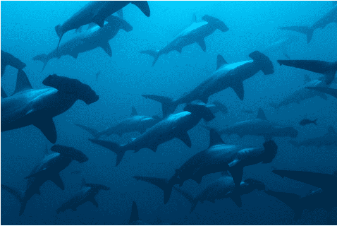 Frota pesqueira chinesa ameaça vida selvagem das Ilhas Galápagos