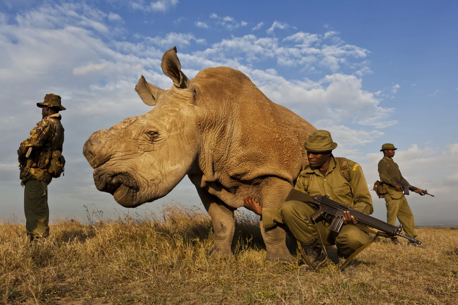 Un equipo contra la caza furtiva protege a un rinoceronte blanco del norte, parte de una guardia de 24 horas, en Ol Pejeta Conservancy en Kenia. 
