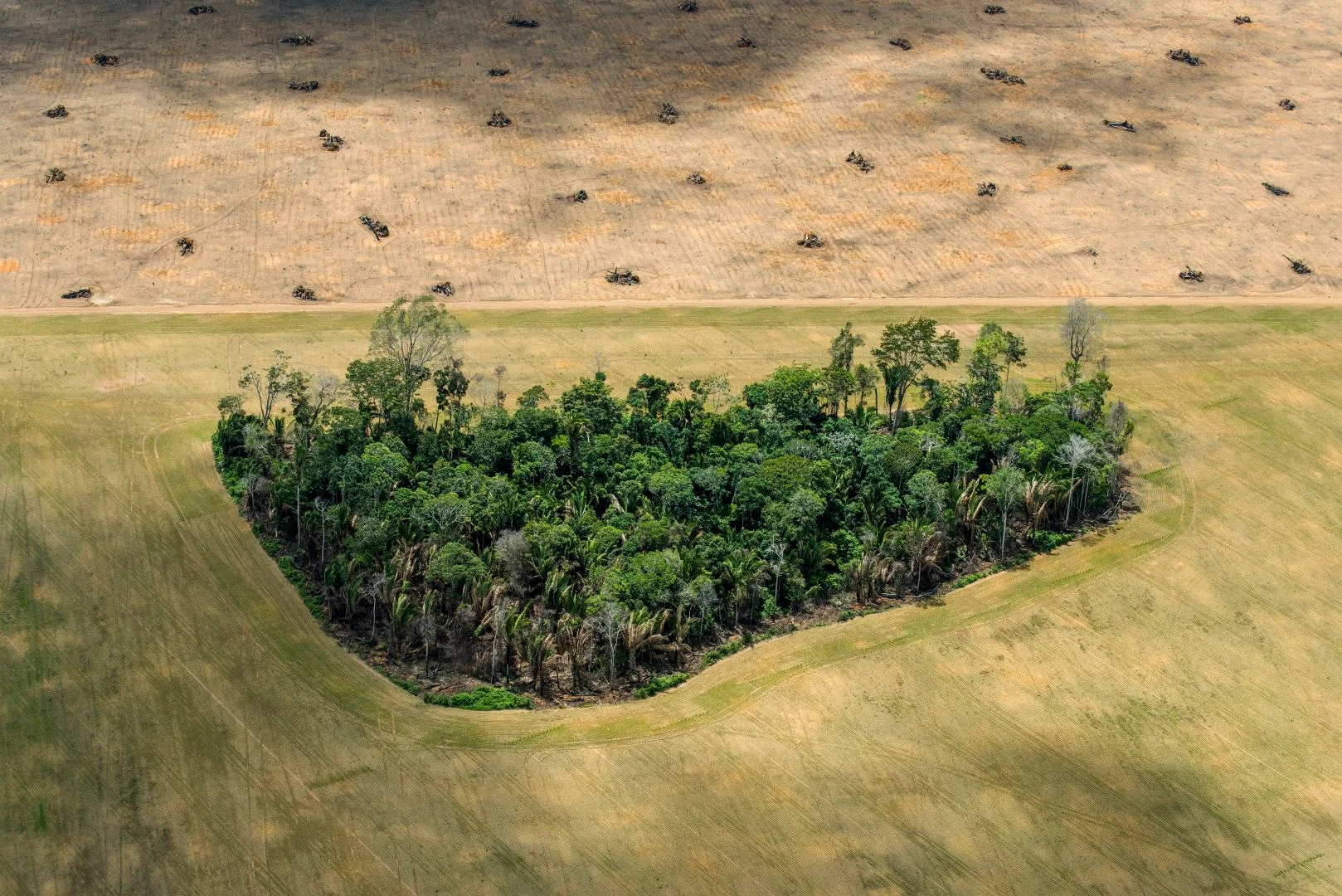 Un remanente de selva tropical se encuentra en campos despejados para la agricultura.